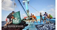 Xử phạt vi phạm hành chính và biện pháp khắc phục hậu quả về quy định khai thác thủy sản