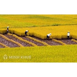 Quy định pháp luật về quy hoạch sử dụng đất quốc gia thời kỳ 2021-2030, tầm nhìn đến 2050, kế hoạch sử dụng đất quốc gia 5 năm 2021-2025