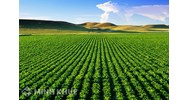 Hướng dẫn căn cứ tính thuế sử dụng đất nông nghiệp
