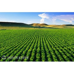Hướng dẫn căn cứ tính thuế sử dụng đất nông nghiệp
