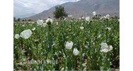 Những hành vi bị nghiêm cấm theo Luật Phòng chống ma túy mới