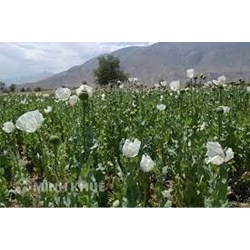 Những hành vi bị nghiêm cấm theo Luật Phòng chống ma túy mới