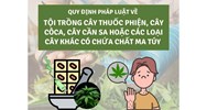 Tội trồng cây thuốc phiện, cây cô ca, cây cần sa Điều 247 BLHS