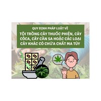 Tội trồng cây thuốc phiện, cây cô ca, cây cần sa Điều 247 BLHS