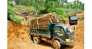Bảng kê lâm sản là gì? Đối tượng nào phải xác nhận bảng kê lâm sản?