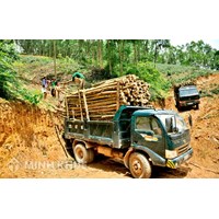 Bảng kê lâm sản là gì? Đối tượng nào phải xác nhận bảng kê lâm sản?