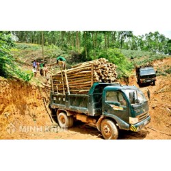 Bảng kê lâm sản là gì? Đối tượng nào phải xác nhận bảng kê lâm sản?