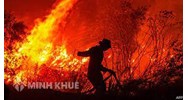 Phân tích những dấu hiệu của tội hủy hoại rừng