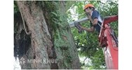 Quy định pháp luật về việc trồng, chăm sóc, di chuyển cây xanh đô thị