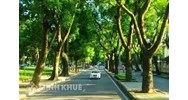 Việc quy hoạch cây xanh đô thị được thực hiện như thế nào? Yêu cầu đối với quy hoạch là gì?