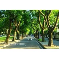 Việc quy hoạch cây xanh đô thị được thực hiện như thế nào? Yêu cầu đối với quy hoạch là gì?