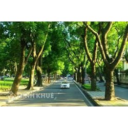 Việc quy hoạch cây xanh đô thị được thực hiện như thế nào? Yêu cầu đối với quy hoạch là gì?