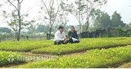 Quy định về bảo tồn nguồn gen giống cây trồng lâm nghiệp