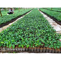 Tiêu chí, thủ tục công nhận giống cây trồng lâm nghiệp và nguồn giống cây trồng lâm nghiệp