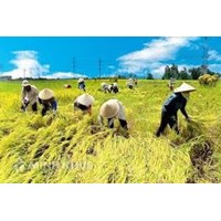 Quy định về Hội đồng quản trị và thành viên quản trị của hợp tác xã, liên hiệp hợp tác xã