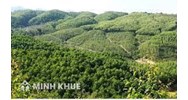 Tiêu chí để xác định các loại rừng và cách phân loại rừng