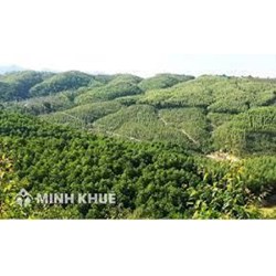 Tiêu chí để xác định các loại rừng và cách phân loại rừng