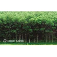 Những đối tượng nào được Nhà nước giao rừng, cho thuê rừng?