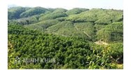 Quy định pháp luật về trồng rừng thay thế khi chuyển mục đích sử dụng rừng sang mục đích khác