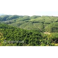 Quy định pháp luật về trồng rừng thay thế khi chuyển mục đích sử dụng rừng sang mục đích khác