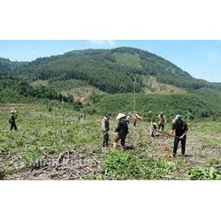 Những hành vi nào bị nghiêm cấm trong hoạt động lâm nghiệp? Mức phạt đối với hành vi lấn, chiếm rừng là gì?