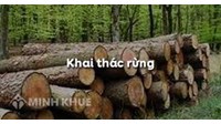 Mức phạt hành chính hành vi khai thác rừng trái pháp luật như thế nào?