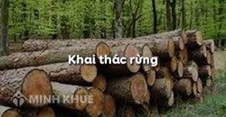 Mức phạt hành chính hành vi khai thác rừng trái pháp luật như thế nào?