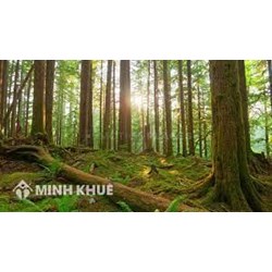 Quyền lợi và nghĩa vụ của các bên trong kinh doanh giống cây trồng lâm nghiệp