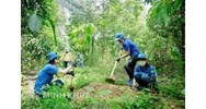 Mức phạt hành vi vi phạm quy định về trồng rừng thay thế như thế nào?