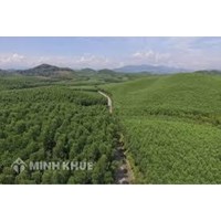 Quy định của pháp luật hiện hành về phòng cháy rừng như thế nào?