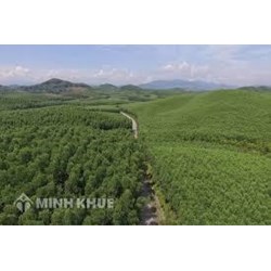 Quy định của pháp luật hiện hành về phòng cháy rừng như thế nào?