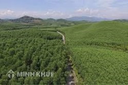 Quy định của pháp luật hiện hành về phòng cháy rừng như thế nào?