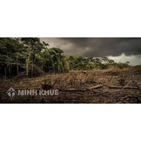 Mức phạt hành chính hành vi Phá rừng trái pháp luật như thế nào?