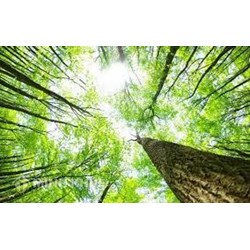 Quy định pháp luật về xác định tiền chi trả dịch vụ môi trường rừng như thế nào?