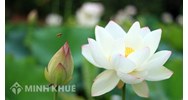 Giác ngộ là gì? Cách hiểu đúng về giác ngộ theo Phật Giáo