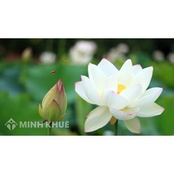 Giác ngộ là gì? Cách hiểu đúng về giác ngộ theo Phật Giáo