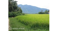 Hướng dẫn thủ tục chia di sản là đất ruộng khi sổ đỏ đứng tên hộ gia đình