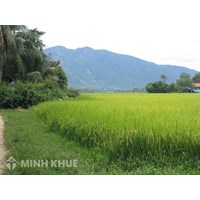 Hướng dẫn thủ tục chia di sản là đất ruộng khi sổ đỏ đứng tên hộ gia đình