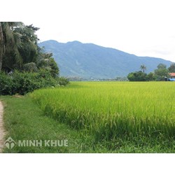 Hướng dẫn thủ tục chia di sản là đất ruộng khi sổ đỏ đứng tên hộ gia đình