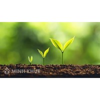 Khai hoang đất để trồng xoài thì cấp giấy chứng nhận quyền sử dụng đất thế nào?
