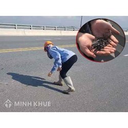 Rải đinh gây nguy hiểm cho người tham gia giao thông sẽ bị xử ly như thế nào?