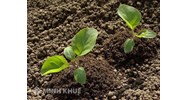 Tranh chấp khi nhờ hàng xóm đứng tên giùm sổ đỏ?