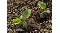 Tranh chấp khi nhờ hàng xóm đứng tên giùm sổ đỏ?