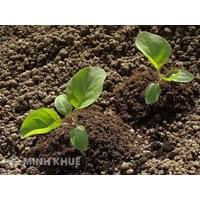 Tranh chấp khi nhờ hàng xóm đứng tên giùm sổ đỏ?