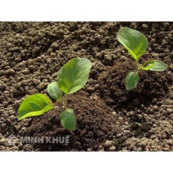 Tranh chấp khi nhờ hàng xóm đứng tên giùm sổ đỏ?