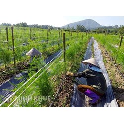 Chia thừa kế đất nông nghiệp, đất trồng lúa như thế nào?