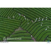 Quyền thừa kế đối với đất thuê 50 năm trả tiền một lần như thế nào?