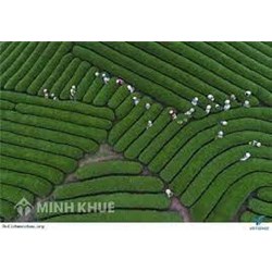 Quyền thừa kế đối với đất thuê 50 năm trả tiền một lần như thế nào?