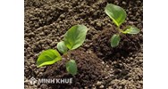 Hàng xóm tự mở lối đi sang bên cạnh thì phải làm thế nào?