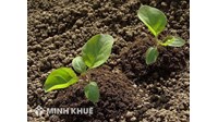 Hàng xóm tự mở lối đi sang bên cạnh thì phải làm thế nào?